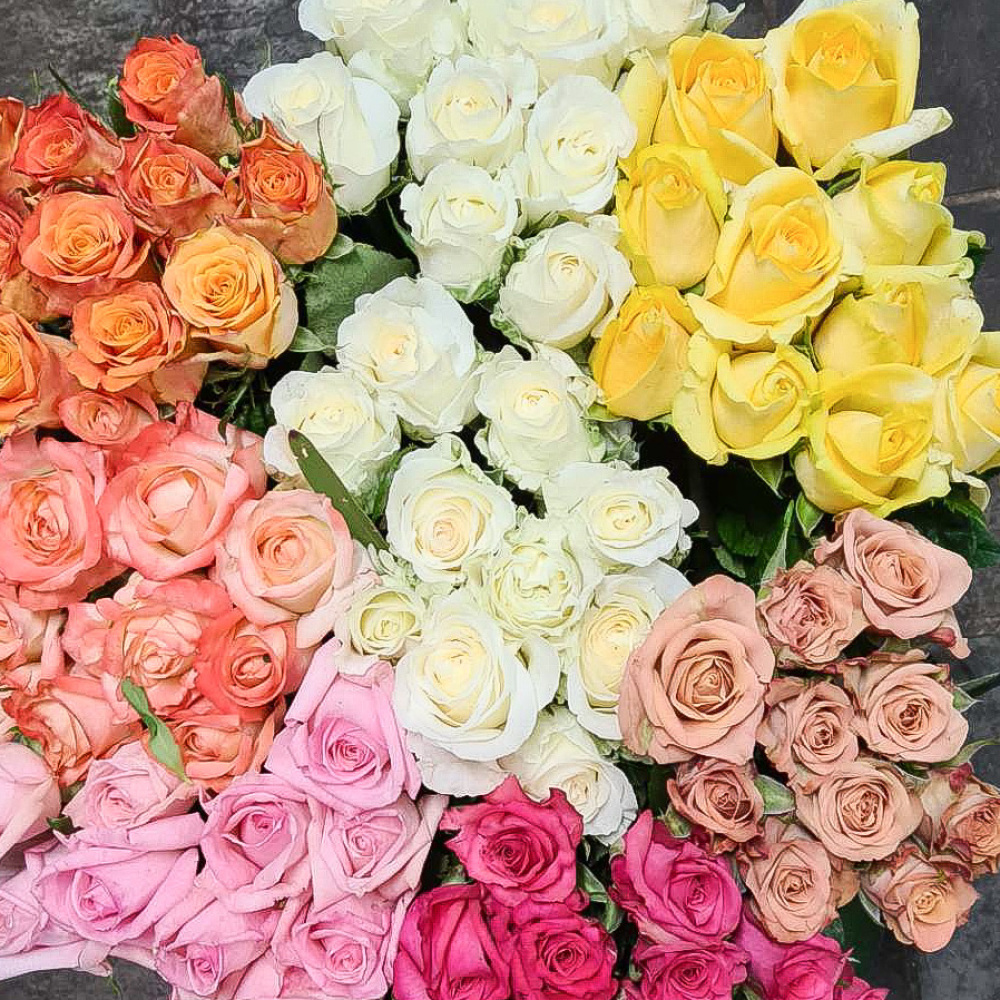 gift wrapped fresh beautiful australian grown roses - coloured