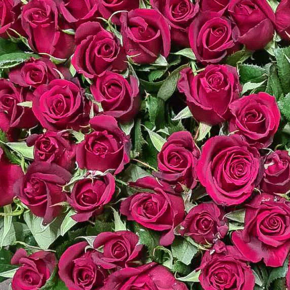 red roses gift wrapped 50cm